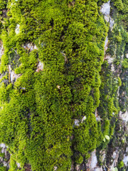 mossy tree in the forest