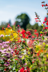 owers of pineapple sage or tangerine sage (Salvia elegans)