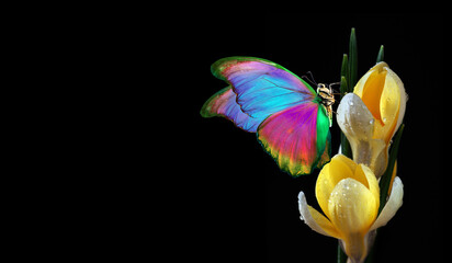 colorful tropical morpho butterfly on yellow crocus flowers in water drops isolated on black. copy...