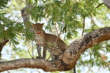 leopard on  tree