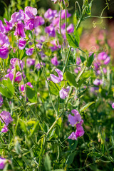 Purple flowers of sweet pea (Lathyrus odoratus)