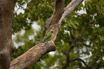 Sri Lankan parrots