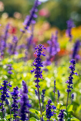Fototapeta premium Salvia farinacea in the garden