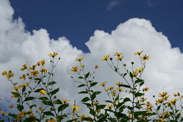 暑い夏の空を背景にキクイモの花が咲く