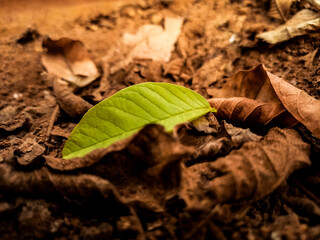 "Autumn's Grace: Green Leaves Descend Upon a Bed of Dry Brown Sand"