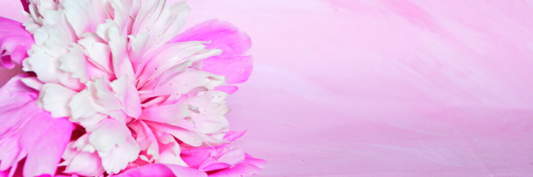 Widescreen panoramic view design flower wallpaper. Blooming pink and white peony bud close up in pink abstract background
