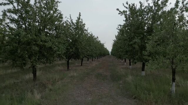 Aerial dolly right of almond tree plantation, Tarrega, Spain