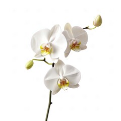 Naklejka na ściany i meble Orchid