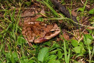 Frog sits in the grass