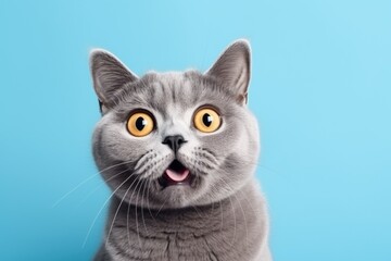 The muzzle of a surprised cat on a blue background.