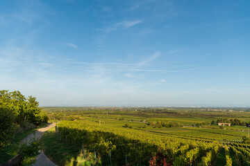 Fototapeta na wymiar landscape with sky and vineyard
