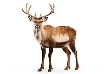 Naklejka na ściany i meble Graceful Deer on a White Background - Wildlife Close-up, Natural Animal Photography