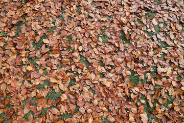 Red and orange autumn leaves background. Outdoor. Colorful backround image of fallen autumn leaves