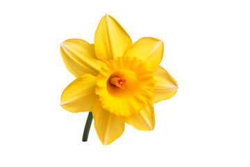 Daffodil isolated on transparent background, Generative Ai