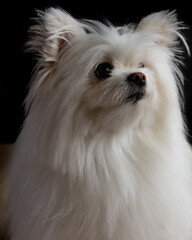 Naklejka premium Pomeranian, maltese mixed breed, creme white fluffy dog