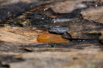 Carpathian slug sitting on a tree