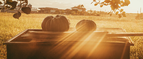 Grain meadow field with sunset sunlight and pumpkins on a table. Concept of autumn outdoor scenic landscape. Farmer and harvest agriculture view. Nature and scenery. Sunrise golden light
