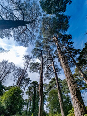 Scots Pine trees in County Donegal - Ireland