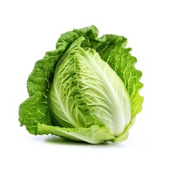 Fototapeta premium arrowhead cabbage