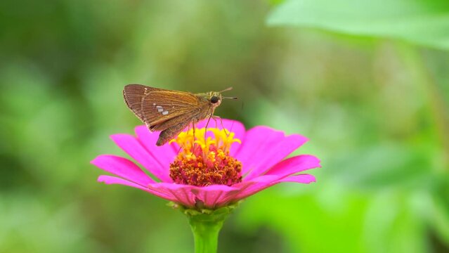 Dark Small-branded Swift (Pelopidas mathias) nectaring and flying a Zinnia elegans