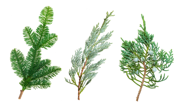 Fir tree and juniper with cones branches isolated
