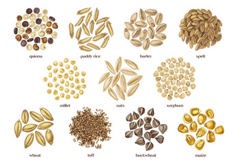 Cereal crop seeds vector set - obrazy, fototapety, plakaty