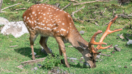 Naklejka na ściany i meble The spotted deer feeds on herbaceous plants. A mammal from the deer family. Deer with bright big horns in the forest. Deer graze in a clearing on a sunny day in summer.Animals in their natural habitat