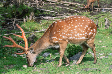 The spotted deer feeds on herbaceous plants. A mammal from the deer family. Deer with bright big horns in the forest. Deer graze in a clearing on a sunny day in summer.Animals in their natural habitat