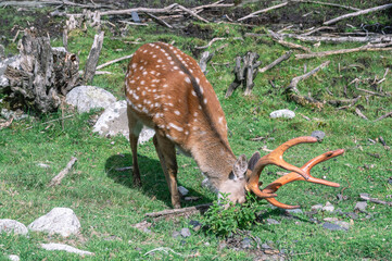 The spotted deer feeds on herbaceous plants. A mammal from the deer family. Deer with bright big horns in the forest. Deer graze in a clearing on a sunny day in summer.Animals in their natural habitat