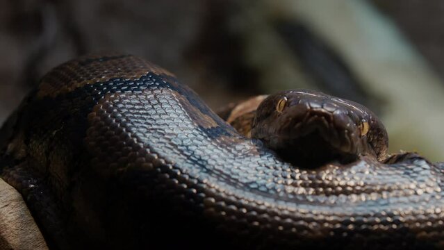 A large reticulated python curled up in a ring, lies in the branches of a tree