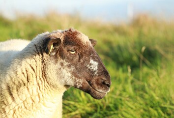 Sheep: Closeup side profile of ewe in evening sunlight in field on farmland in rural Ireland
