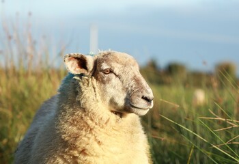 Sheep: Closeup of lamb in long grass in field on farmland in rural Ireland