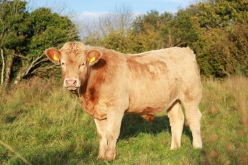 Cattle: Charolais breed bullock in field on farmland in rural Ireland
