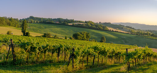 Sunlight of a late summer afternoon on vineyards in the southwest of Bologna: Protected Geographical Indication area of typical wine named "Pignoletto". Bologna province, Emilia Romagna, Italy.