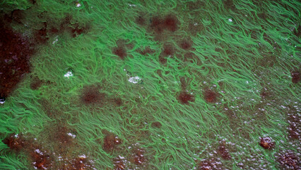 Obraz na płótnie Canvas Algae bloom on wet ground
