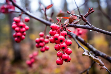Fototapeta na wymiar Forest berries