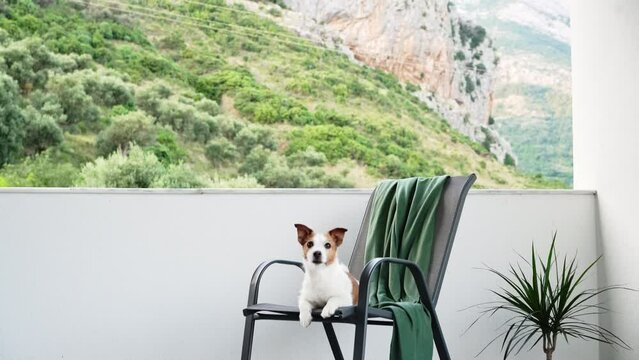dog on a chair on the terrace outdoors. Happy jack russell terrier resting at home