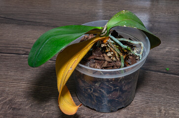 Gardener cutting off wilted yellow orchid leaf