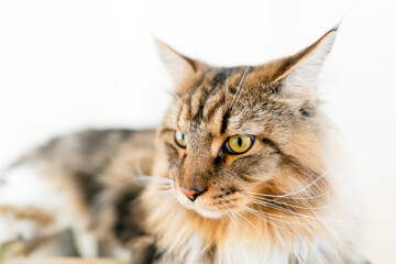 Close up brown-haired Maine Coon cat is a large, long-haired cat.
