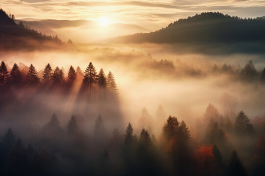 Fog and autumn in a forest aerial