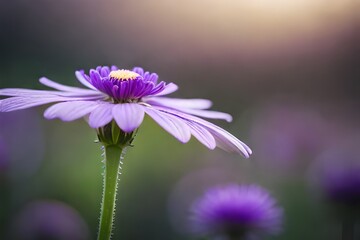 purple flower with dew drops