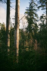 tree trunk bark close up in the forest. natural background