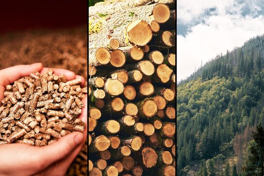 Wood pellets for stoves and boilers. Steps of production wood pellets. Sustainable future concept.