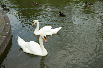 schwan herde see