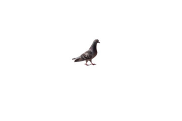 black headed gull. png