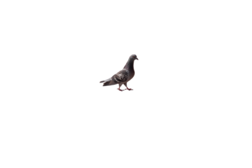 black headed gull. png
