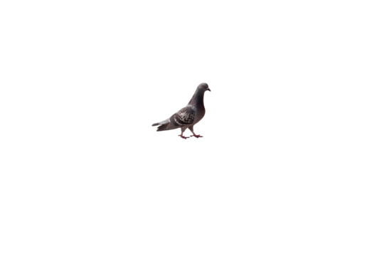 black headed gull. png