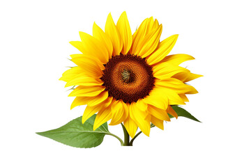 Sunflower isolated on transparent background, Generative Ai
