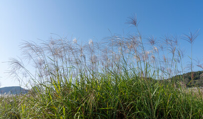 Fototapeta premium 억새풀,의령군 호국 의병의 숲 댑싸리 축제장 친수공원의 억새꽃