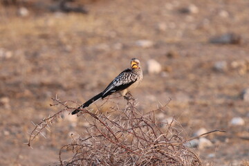 Southern Yellow-billed hornbill on a bush